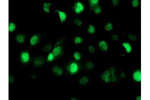 Anti-SAMHD1 mouse monoclonal antibody (ABIN2454026) immunofluorescent staining of COS7 cells transiently transfected by pCMV6-ENTRY SAMHD1 (RC206013). (SAMHD1 antibody)