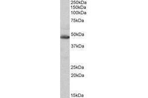 AP22440PU-N IDH1 antibody staining of Human heart lysate at 0.
