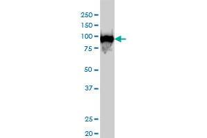 CSE1L monoclonal antibody (M04), clone 2F4 Western Blot analysis of CSE1L expression in Hela S3 NE . (Exportin 2 antibody  (AA 872-971))