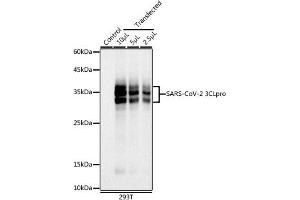Western blot analysis of extracts of 293T cells, using SARS-CoV-2 3CLpro antibody (ABIN7270150) at 1:1000 dilution. (SARS-Coronavirus Nonstructural Protein 8 (SARS-CoV NSP8) antibody)