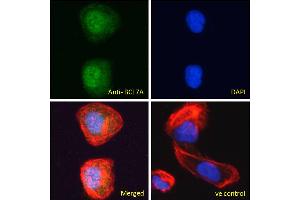 ABIN184562 Immunofluorescence analysis of paraformaldehyde fixed U2OS cells, permeabilized with 0.