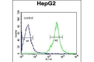 FGG Antibody (N-term) (ABIN391493 and ABIN2841460) flow cytometric analysis of HepG2 cells (right histogram) compared to a negative control cell (left histogram). (FGG antibody  (N-Term))