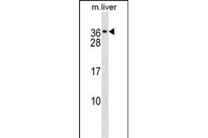 CACNG1 Antibody (C-term) (ABIN1536726 and ABIN2838274) western blot analysis in mouse liver tissue lysates (35 μg/lane). (CACNG1 antibody  (C-Term))