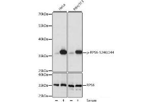 Western blot analysis of extracts of various cell lines using Phospho-RPS6(S240/244) Polyclonal Antibody at dilution of 1:1000. (RPS6 antibody  (pSer240, pSer244))