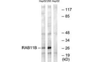 Western blot analysis of extracts from HepG2/293 cells, using RAB11B Antibody.