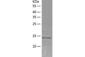 Western Blotting (WB) image for Anterior Gradient 3 (AGR3) (AA 22-166) protein (His tag) (ABIN7288022) (AGR3 Protein (AA 22-166) (His tag))
