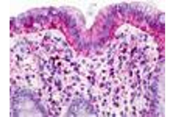 GPR160 antibody  (Transmembrane Domain)