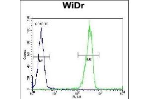 LGALS2 Antibody (Center) (ABIN652689 and ABIN2842460) flow cytometric analysis of WiDr cells (right histogram) compared to a negative control cell (left histogram). (Galectin 2 antibody  (AA 85-111))