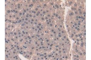 Detection of MK in Mouse Liver Tissue using Polyclonal Antibody to Midkine (MK) (Midkine antibody  (AA 22-140))