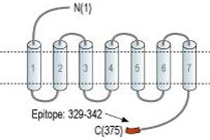 Representative domain view of the target of ABIN7043144. (Mesothelin antibody  (C-Term, Intracellular))