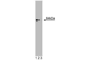 Western blot analysis of Golgin-84 on a SW-13 cell lysate (Human adrenal gland carcinoma, ATCC CCL-105).