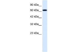 WB Suggested Anti-TRIM9 Antibody Titration:  0. (TRIM9 antibody  (C-Term))