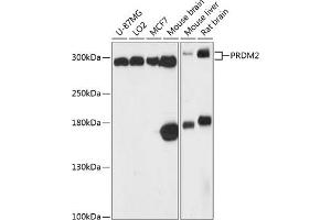 Western blot analysis of extracts of various cell lines, using PRDM2 antibody (ABIN6133729, ABIN6146141, ABIN6146143 and ABIN6217047) at 1:3000 dilution.