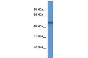 Image no. 1 for anti-Sec1 Family Domain Containing 2 (SCFD2) (AA 219-268) antibody (ABIN6746106) (SCFD2 antibody  (AA 219-268))