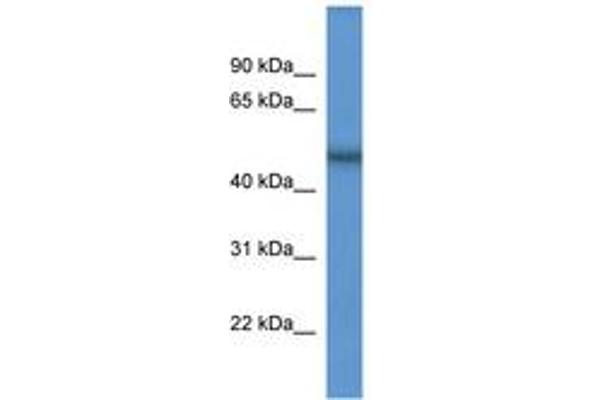 SCFD2 antibody  (AA 219-268)