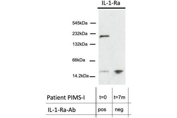 IL1RN antibody