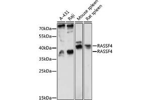 Western blot analysis of extracts of various cell lines, using R antibody (ABIN7269861) at 1:1000 dilution.