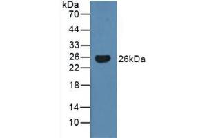 Figure. (BMF antibody  (AA 1-181))