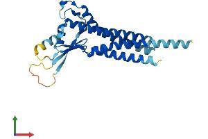 AlphaFold protein structure predicition of Human Recombinant CLDND1 Protein, UniprotID Q9NY35