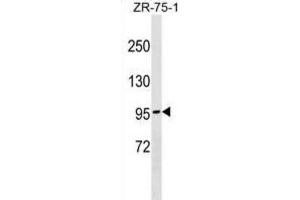 Western Blotting (WB) image for anti-N-Deacetylase/N-Sulfotransferase (Heparan Glucosaminyl) 4 (NDST4) antibody (ABIN2999949) (NDST4 antibody)