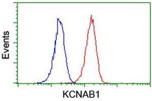 KCNAB1 antibody