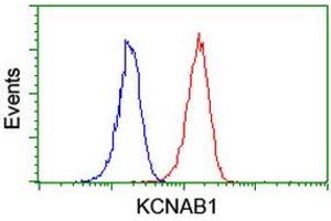 Image no. 2 for anti-Potassium Voltage-Gated Channel, Shaker-Related Subfamily, beta Member 1 (KCNAB1) antibody (ABIN1498996) (KCNAB1 antibody)