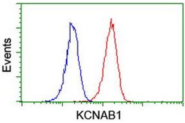 KCNAB1 抗体