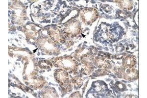 Image no. 1 for anti-Regulator of G-Protein Signaling 20 (RGS20) (AA 127-176) antibody (ABIN202110) (RGS20 antibody  (AA 127-176))