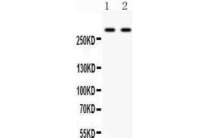 Anti- ITPR3 Picoband antibody, Western blotting All lanes: Anti ITPR3  at 0. (ITPR3 antibody  (N-Term))