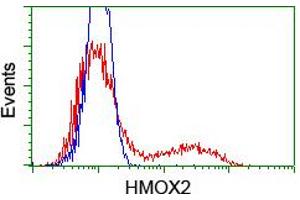 HEK293T cells transfected with either RC201777 overexpress plasmid (Red) or empty vector control plasmid (Blue) were immunostained by anti-HMOX2 antibody (ABIN2455216), and then analyzed by flow cytometry. (HMOX2 antibody)