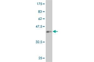 Western Blot detection against Immunogen (37. (SMAD4 antibody  (AA 56-165))