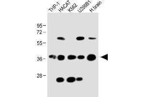 All lanes : Anti-CCR2 Antibody (C-term) at 1:2000 dilution Lane 1: THP-1 whole cell lysate Lane 2: HACAT whole cell lysate Lane 3: K562 whole cell lysate Lane 4: U266B1 whole cell lysate Lane 5: Human brain lysate Lysates/proteins at 20 μg per lane. (CCR2 antibody  (C-Term))