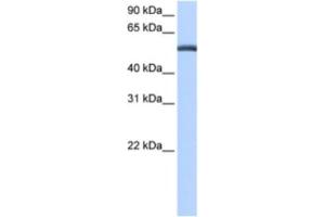 Western Blotting (WB) image for anti-Lactamase, beta (LACTB) antibody (ABIN2463519) (LACTB antibody)