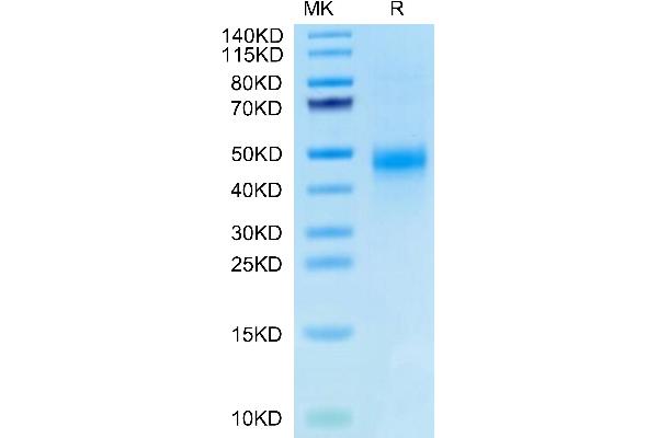 CTGF Protein (AA 27-349) (His-Avi Tag,Biotin)