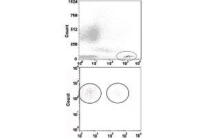 Flow cytometric analysis of human monocyte-derived dendritic cells (moDC) with IL3RA monoclonal antibody, clone AC145 (APC) . (IL3RA antibody  (APC))