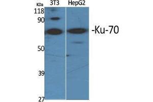 Western Blot (WB) analysis of specific cells using Ku-70 Polyclonal Antibody. (XRCC6 antibody  (Ser400))