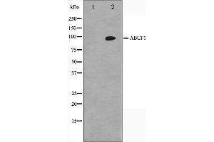 Western blot analysis on HeLa cell lysate using ABCF1 Antibody,The lane on the left is treated with the antigen-specific peptide. (ABCF1 antibody  (C-Term))