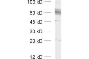 Western Blotting (WB) image for anti-Solute Carrier Family 1 (Glial High Affinity Glutamate Transporter), Member 3 (SLC1A3) (AA 186-202), (Extracellular Domain) antibody (ABIN1742505) (SLC1A3 antibody  (Extracellular Domain))