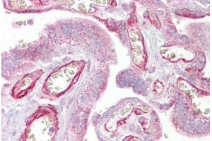 Anti-GRHL3 antibody IHC staining of human placenta.