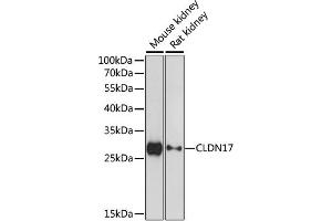 Western blot analysis of extracts of various cell lines, using CLDN17 antibody (ABIN6290242) at 1:1000 dilution. (Claudin 17 antibody)