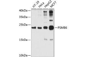 Western blot analysis of extracts of various cell lines, using PSMB6 antibody (ABIN1682336, ABIN3018469, ABIN3018470 and ABIN6220475) at 1:1000 dilution. (PSMB6 antibody  (AA 35-239))