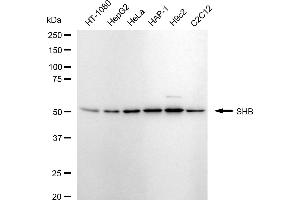 anti-Src Homology 2 Domain Containing Adaptor Protein B (SHB) antibody