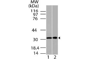 Image no. 1 for anti-Homeobox A9 (HOXA9) antibody (ABIN5027733) (HOXA9 antibody)