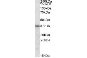 Image no. 1 for anti-Heme Oxygenase (Decycling) 2 (HMOX2) (Internal Region) antibody (ABIN401519) (HMOX2 antibody  (Internal Region))