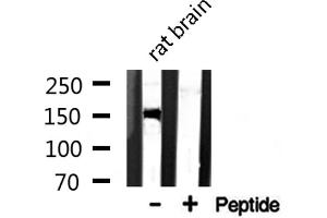 Western blot analysis of CAF1A expression in Rat brain lysate (CHAF1A antibody  (Internal Region))