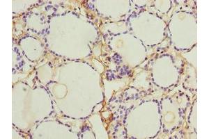 Immunohistochemistry of paraffin-embedded human thyroid tissue using ABIN7161614 at dilution of 1:100