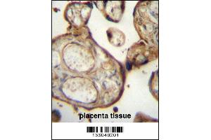 SGPP1 Antibody immunohistochemistry analysis in formalin fixed and paraffin embedded human placenta tissue followed by peroxidase conjugation of the secondary antibody and DAB staining. (SGPP1 antibody  (N-Term))