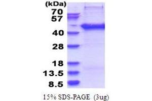 SERTA Domain Containing 2 (SERTAD2) (AA 1-314) protein (His tag)