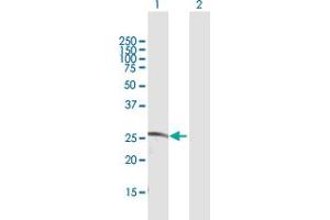 Western Blot analysis of CDC42EP2 expression in transfected 293T cell line by CDC42EP2 MaxPab polyclonal antibody.