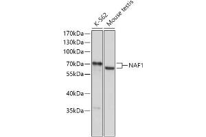 Western blot analysis of extracts of various cell lines, using N antibody (ABIN7269026) at 1:1000 dilution. (NAF1 antibody  (AA 150-400))